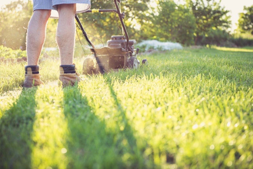 Freshly mowed lawn with clean stripes