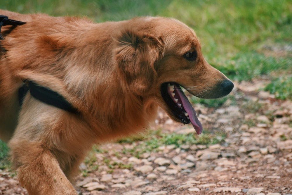 Dog being walked on a leash outdoors